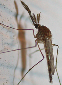 Culex pipiens